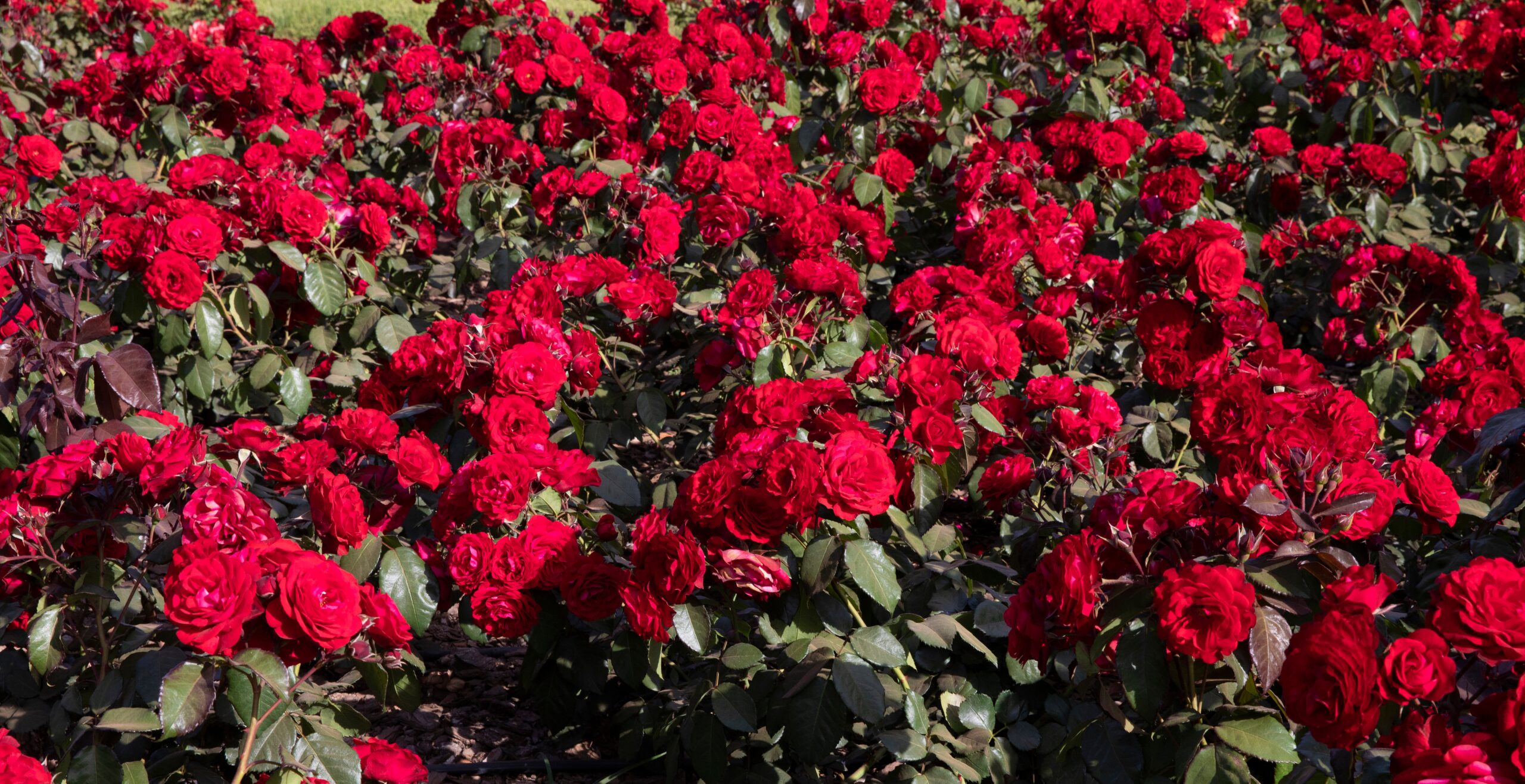 rosa floribunda europeana rose red roses mass planted