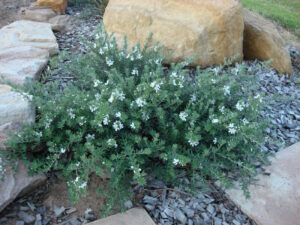 Sentence with Product Name: Westringia fruticosa 'Mundi™' 6" Pot with small white flowers growing among gray gravel and between large rocks in a garden setting, sold in a 6" pot.
