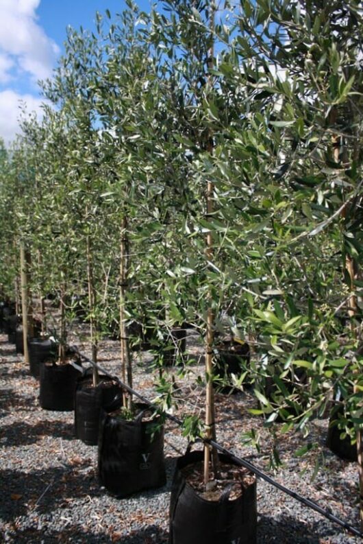 Young Olea 'Verdale' olive trees potted in a nursery for sale or transplantation.
Product Name: Young Olea 'Verdale' Olive Trees