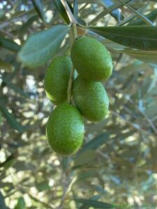 Green olives growing on a branch of an Olea 'Paragon' Olive Tree.