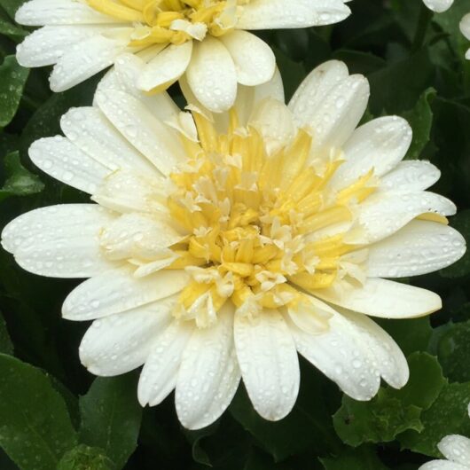 Osteospermum '3D Lemon Ice' African Daisy flowers with yellow centers, covered in water droplets, against a backdrop of green leaves.