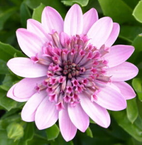A close-up of an Osteospermum '3D Pink' African Daisy 6" Pot flower, with a green leafy background.