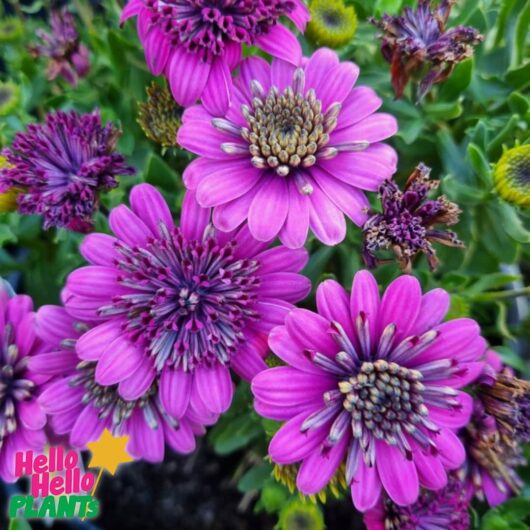 Osteospermum '3D Purple' African Daisy 6" Pot