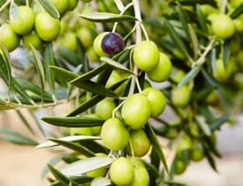 Close-up of Olea 'Picual' Olive 6" Pot on an olive tree branch with one ripe black olive, set against a blurred background.