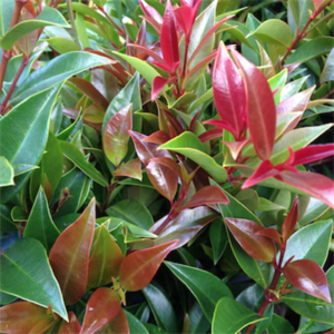 Vibrant collection of green and red Syzygium 'Winter Lights' Lilly Pilly leaves from a shrub, showcasing new growth.