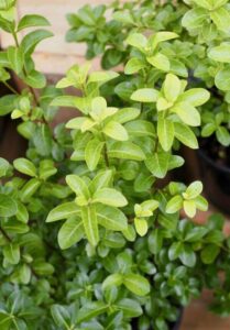 A Pittosporum 'Perfect Pillar' 6" Pot with small, bright green leaves placed outdoors. The foliage is dense and lush.