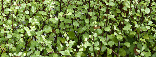 Replace with: Pittosporum 'Wonder Screen'