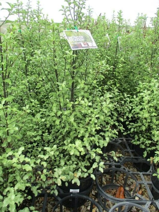 Potted plants with green foliage are arranged in rows on a gravel surface with a metal rack. An informational sign is attached to one of the Pittosporum 'Wonder Screen' plants.