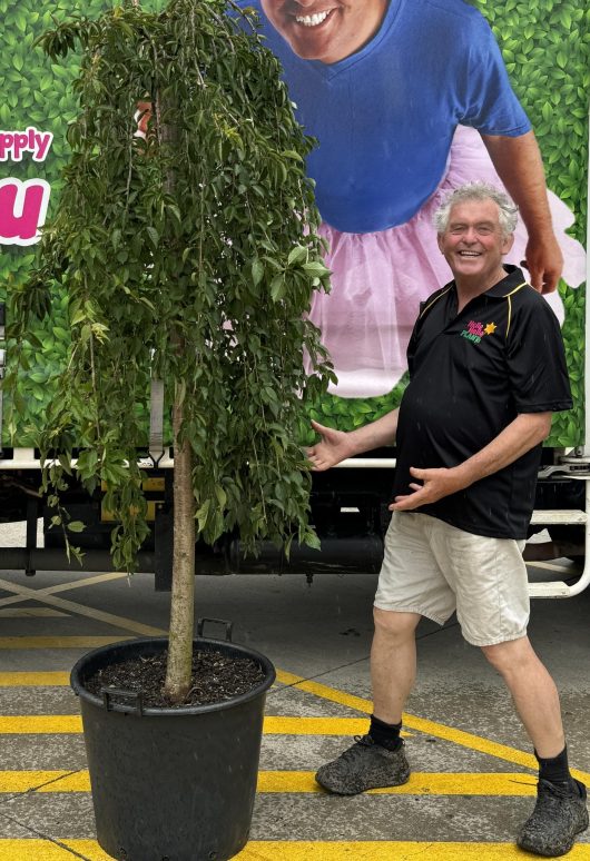 A man standing in front of a truck with a potted Prunus 'Falling Snow' Weeping Cherry 1.8m 24" Pot.