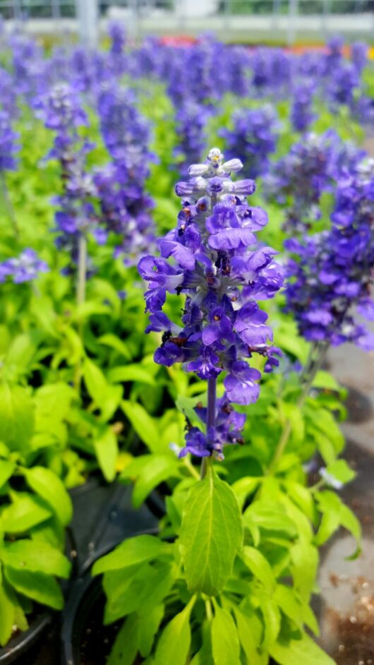 Vibrant purple Salvia 'Velocity Blue' 6" Pot flowers in focus with a blurred background of additional salvia plants, all grown from a 6" pot.