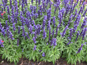 Salvia "Velocity Blue"