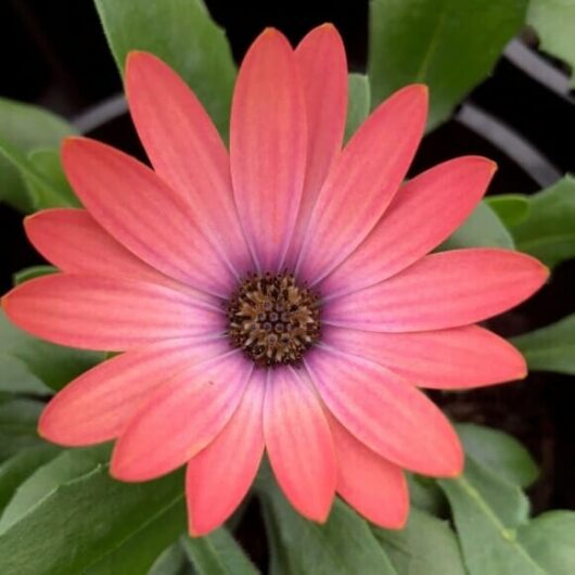 Close-up of a Osteospermum 'Serenity™ Rose Magic' African Daisy with a dark brown center, surrounded by green leaves.
