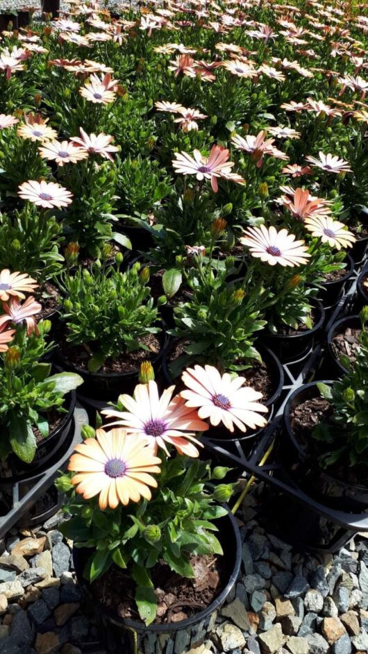 Osteospermum 'Serenity™ Rose Magic' African Daisies in 6" pots are lined up on a gravel surface, soaking up the bright sunlight.