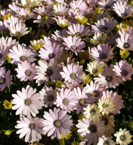 A dense cluster of pale pink and white Osteospermum 'Serenity™ Spring Day' African Daisy flowers bathed in sunlight.