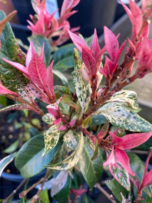 Zoomed image of the Trachelospermum 'Tricolour' Chinese Star Jasmine showcasing its pink and green variegated leaves with small branches.