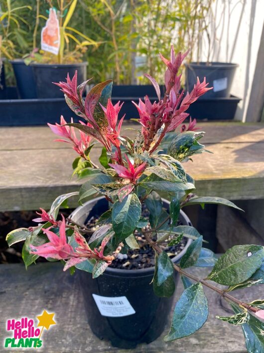 Trachelospermum 'Tricolour' Chinese Star Jasmine