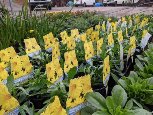 Rows of Osteospermum 'Voltage Yellow' African Daisy 6" pots, each with identification tags, brighten the garden center.