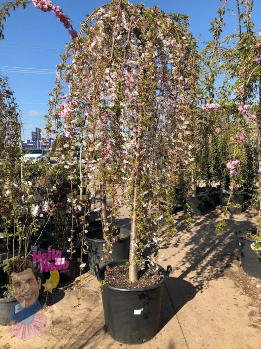 Weeping Cherry Falling Snow 24" Pot