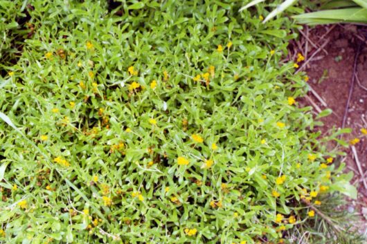 Green foliage with small Chrysocephalum 'Yellow Buttons' flowers in a 6" pot.