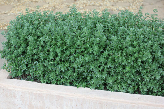 Lush green Westringia fruticosa 'Aussie Box®' 6" Pot shrubs growing in a concrete planter.