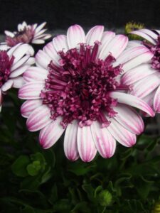 A close-up of an Osteospermum '3D Violet Berry' African Daisy 6" Pot, with a dense cluster of dark purple petals in the center.