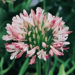 Agapanthus Strawberry Ice