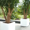 Two potted plants beside a balcony lounge area.