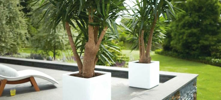 Two potted plants beside a balcony lounge area.