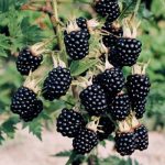 Rubus Black Berry