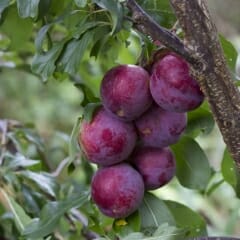 Ripe Prunus 'Narrabeen' plums hanging from a tree branch.
