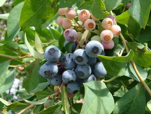 Blueberry 'Vaccinium Brightwell' at various stages of ripeness on the plant, growing in a Vaccinium 'Brightwell' Blueberry 6" Pot.