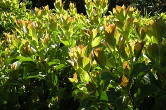 Sunlight filtering through dense Viburnum 'Dense Fence™' foliage with some leaves tinged brown, all flourishing in a 6" pot.