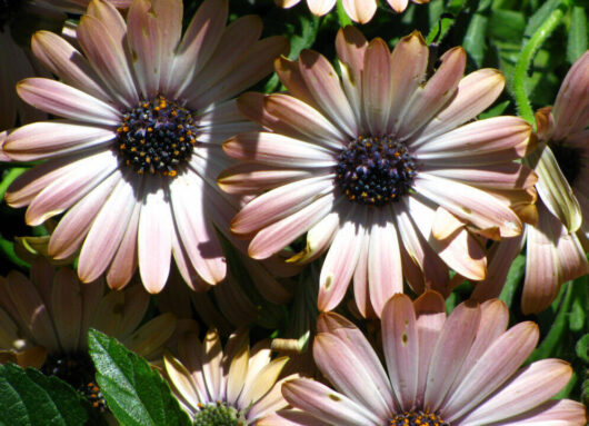 African Daisy "Pink Sand"