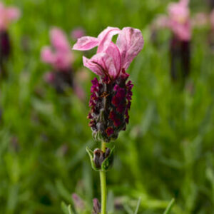 Pink Lavandula Javelin Forte 'Deep Rose' Lavender with a dark red center against a lavender background.