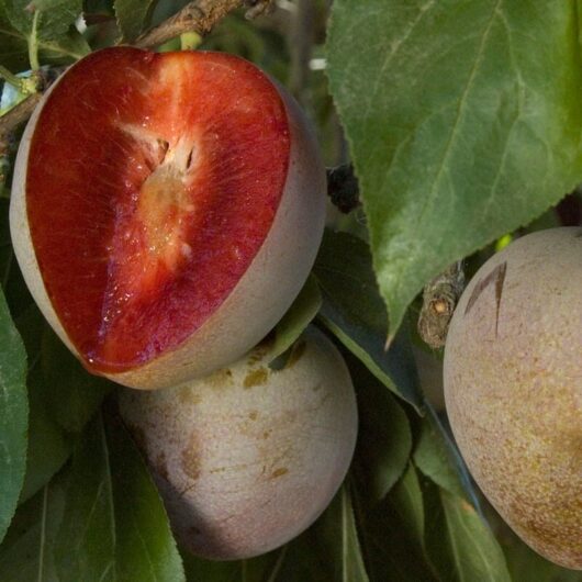 A split ripe Prunus 'Elephant Heart' Plum 2ft (Bare Rooted) hanging on a tree, exposing its inner flesh.