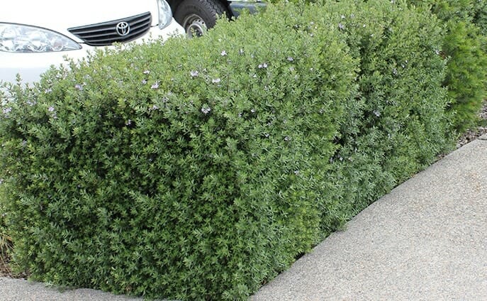 Small Native Hedge (up to 1m)