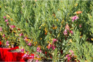 Lush green shrub with Eremophila 'Fairy Floss' pink and orange blossoms under sunlight.