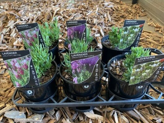 Six Lavandula Javelin Forte 'Deep Purple' Lavender plants, each in a 6" pot and featuring informational tags, are displayed on a plastic tray against a wood chip backdrop.