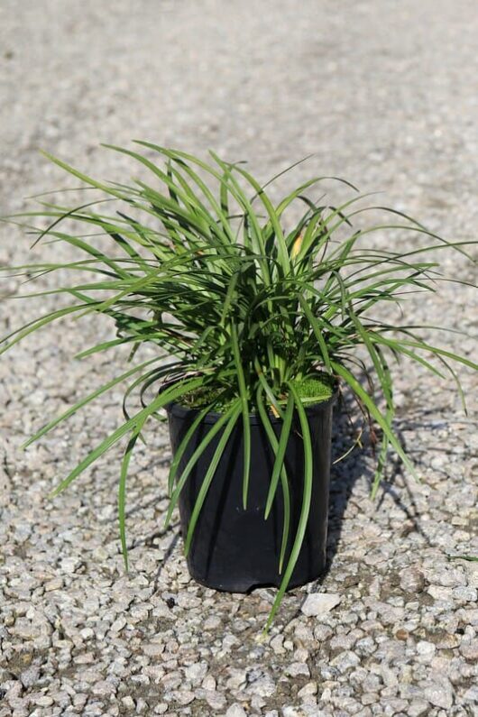 A Liriope 'Elmarco' 6" Pot plant on a gravel surface.