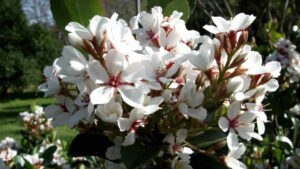 Cluster of white Indian Hawthorn 'Cosmic White' blossoms with reddish centers in sunlight.