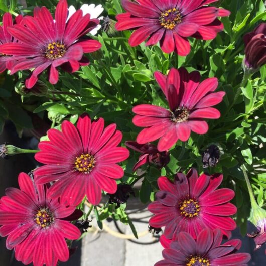 Osteospermum 'Serenity™ Red' African Daisies with yellow centers in sunlight.