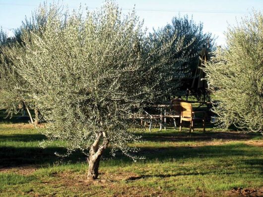 Olive Tree Spanish Queen