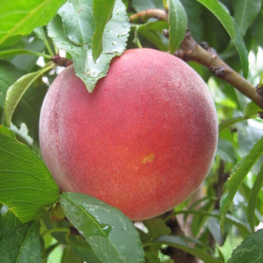 Red Noonan Peach