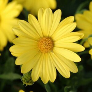Close-up of a vibrant Osteospermum 'Voltage Yellow' African Daisy 6" Pot with a detailed view of its petals and center, set against a background of similar flowers.