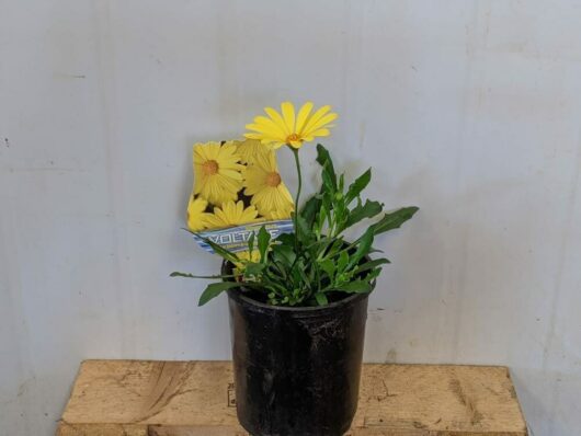 Osteospermum 'Voltage Yellow' African Daisy 6" Pot