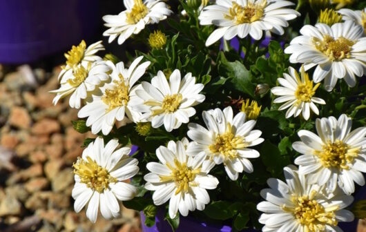 A potted Osteospermum '3D Lemon Ice' African Daisy 6" Pot, with white and yellow flowers in sunlight, set against a gravel background.