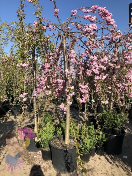 Advanced Weeping Cherry Cheals 24" Pot