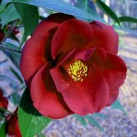 Camellia "Royal Velvet"
