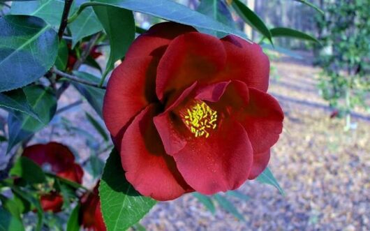 Camellia "Royal Velvet"