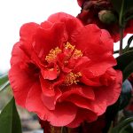 Camellia "Bob Hope"
